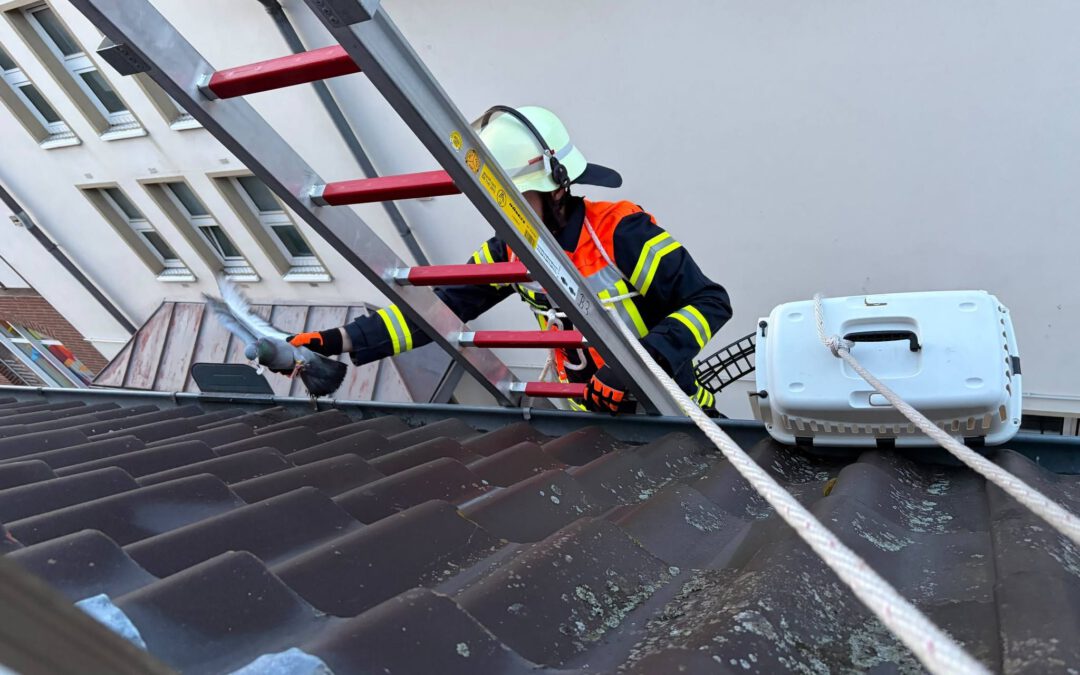 H0: Taube hängt in Dachrinne